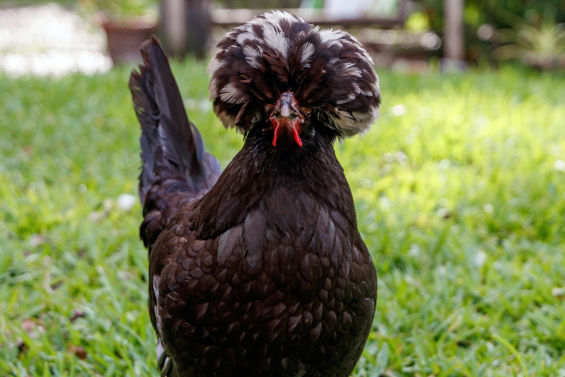 black chicken with puffy feathered head