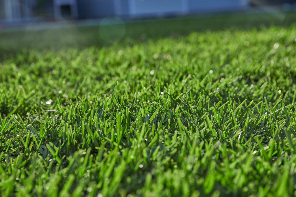 close up of grassy lawn