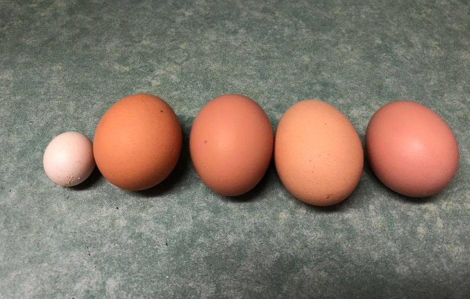 Five eggs in a row, one very small