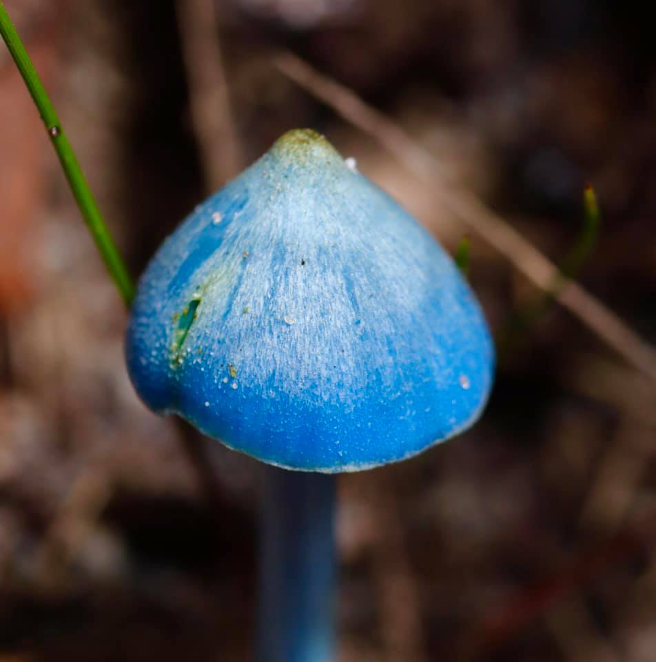 Bright turquoise blue entoloma fungi
