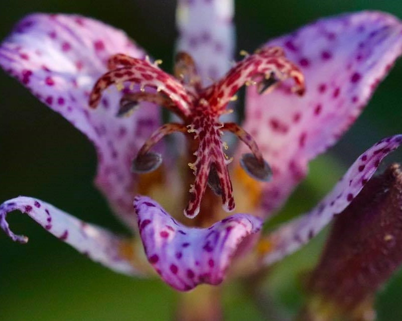 purple toadflax flower