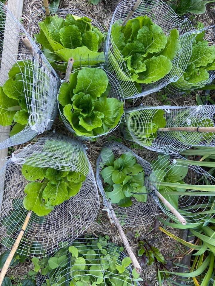 Chinese cabbage and bok choy in garden