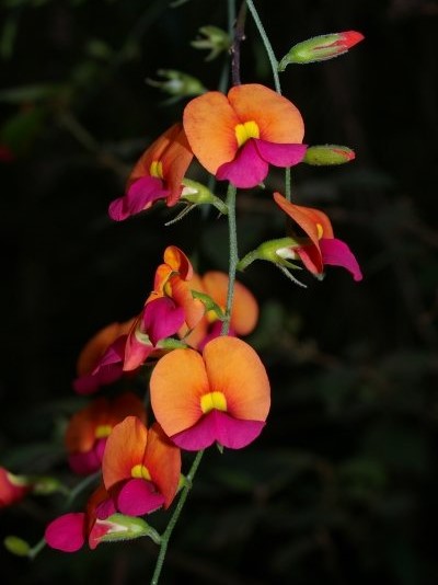 Chorizema cordatum or Heart-leaf flame pea flower