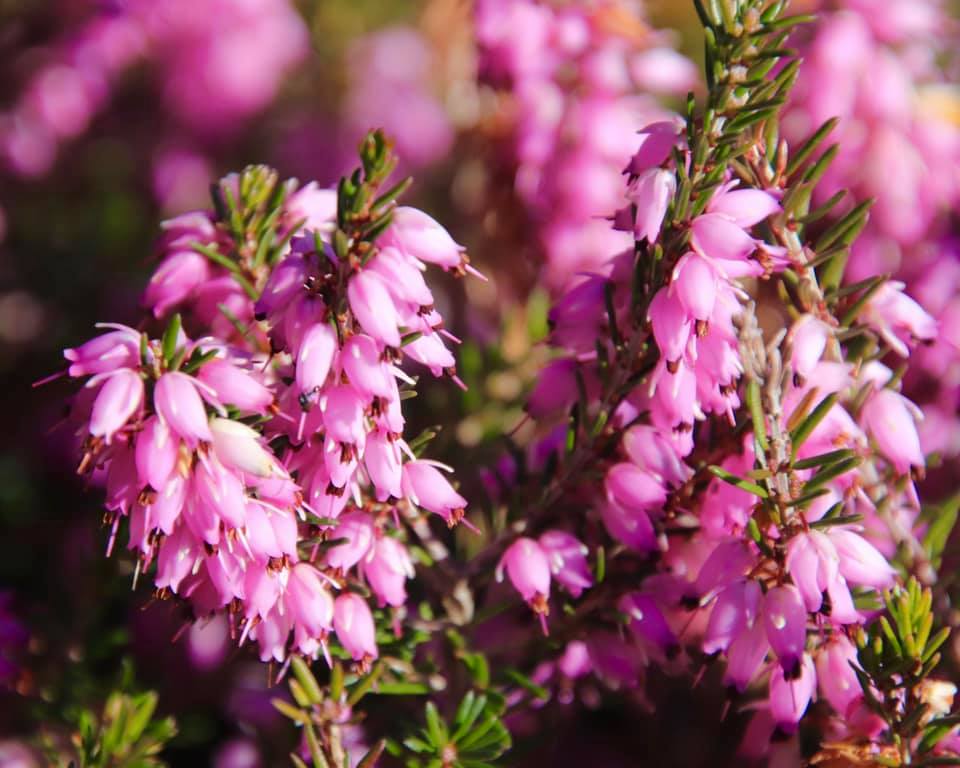 Erica cinerea also known as Pink ice