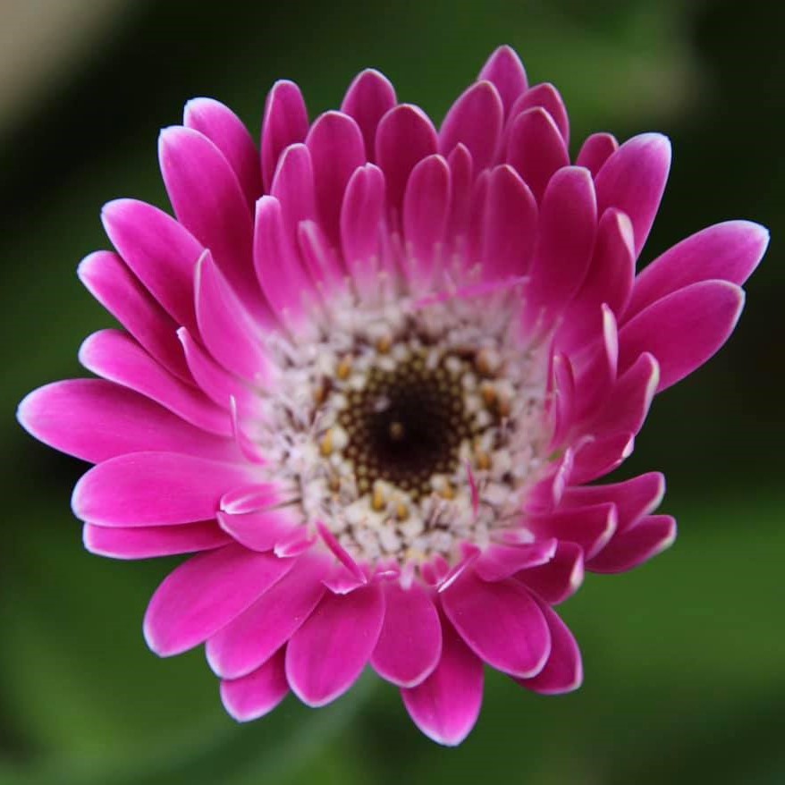 Gerbera