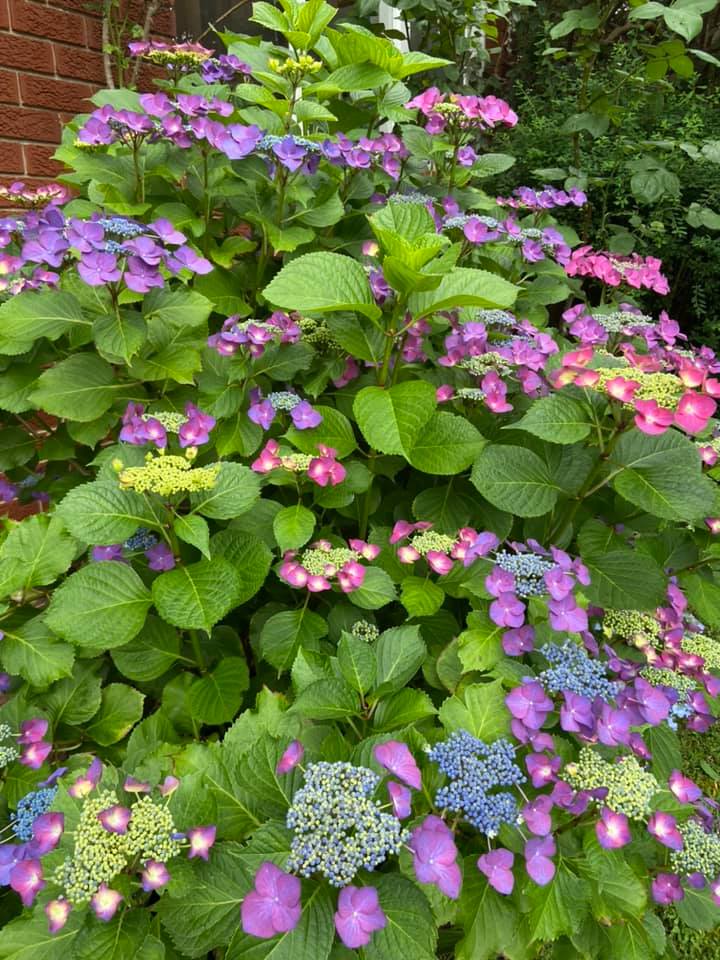 Hydrangea bush