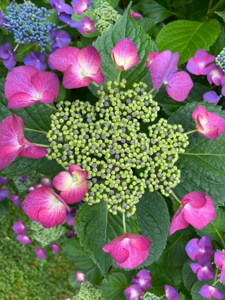 Hydrangea flowers