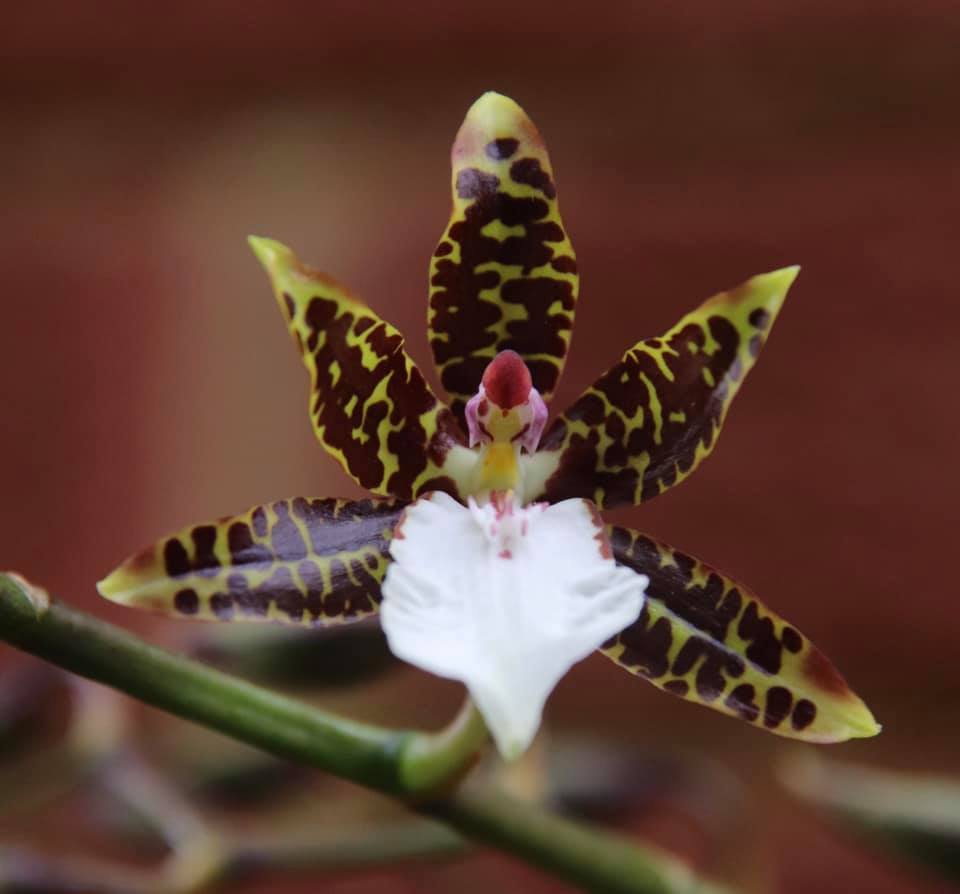 Leopard orchid 