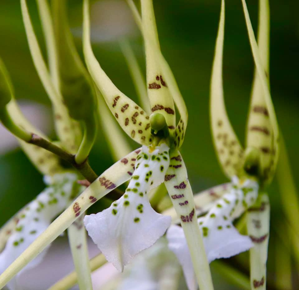 Spider orchid close up