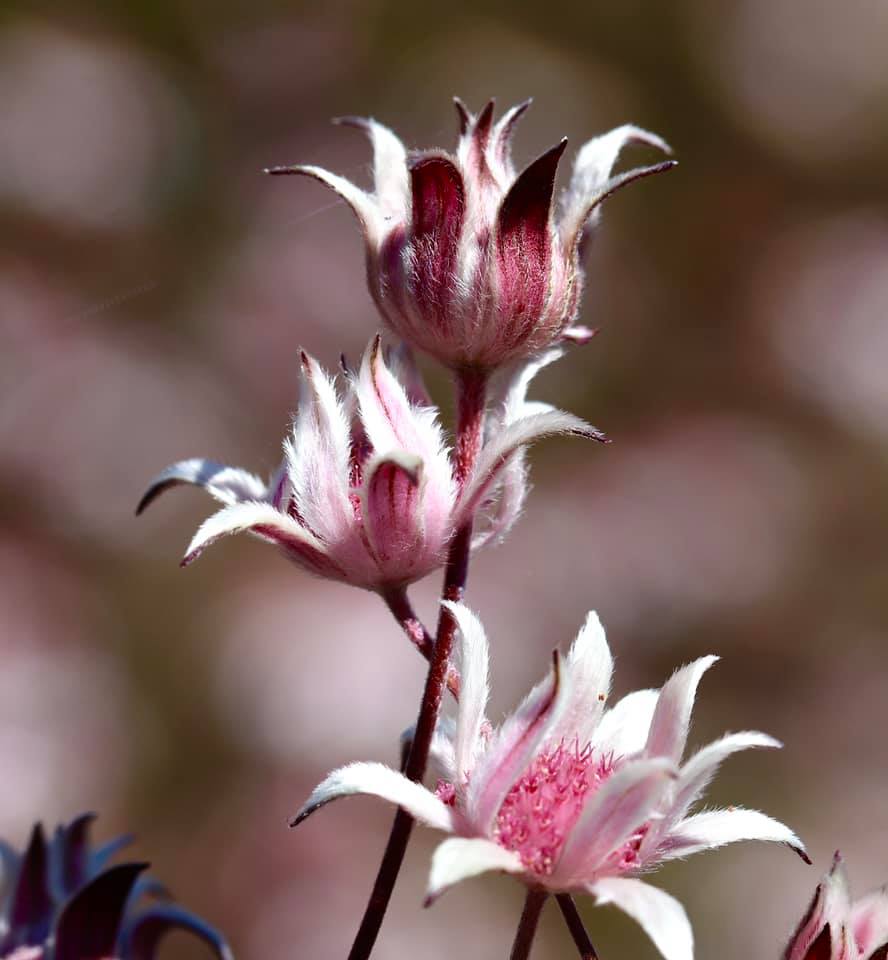 Pink flannel flowers only appear the summer after a large fire