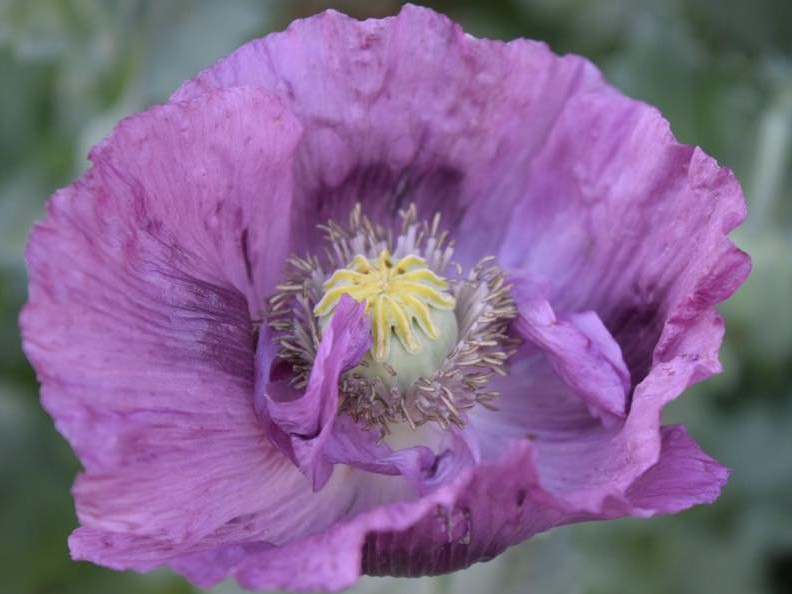Purple oriental poppy