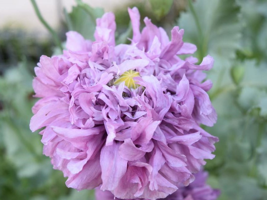 Purple oriental poppy with shredded petals 
