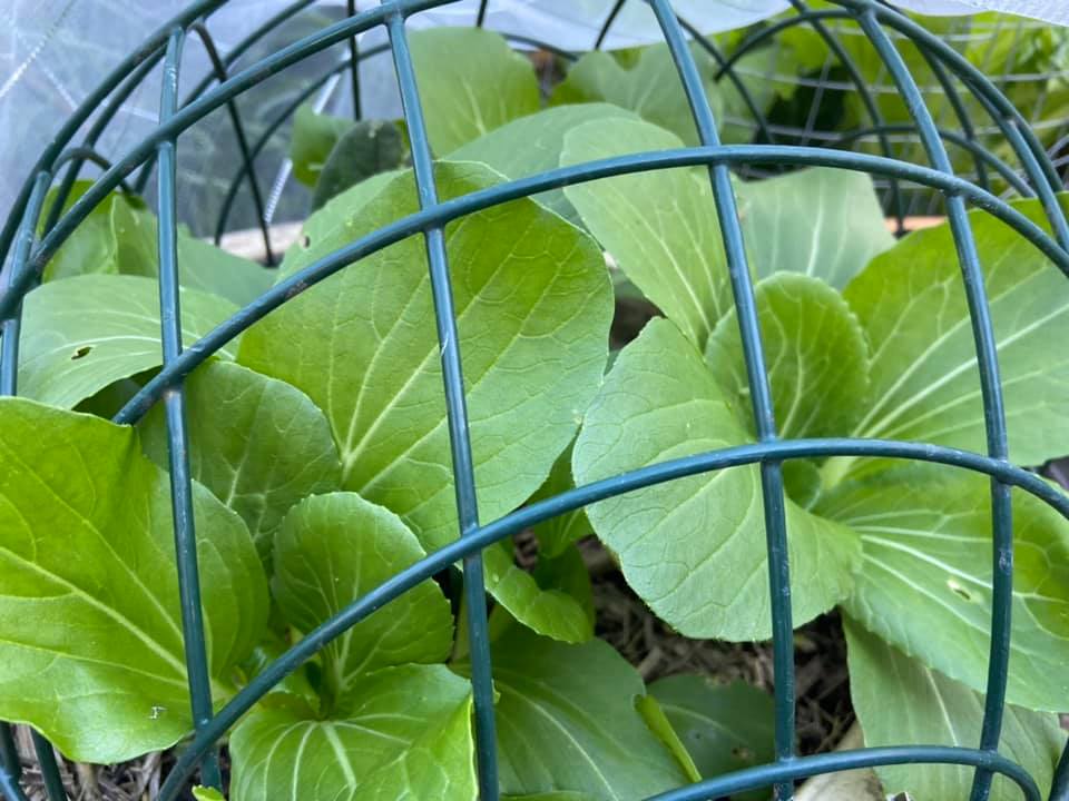 leafy green vegetables protected by cage