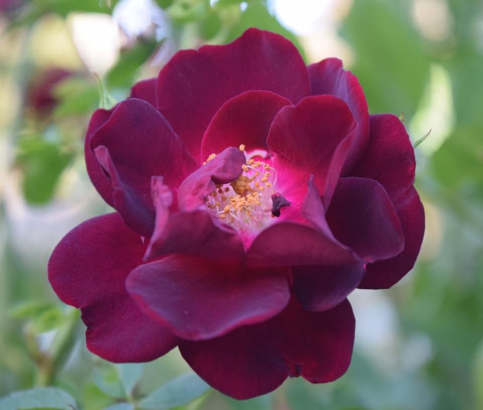 Deep red rose