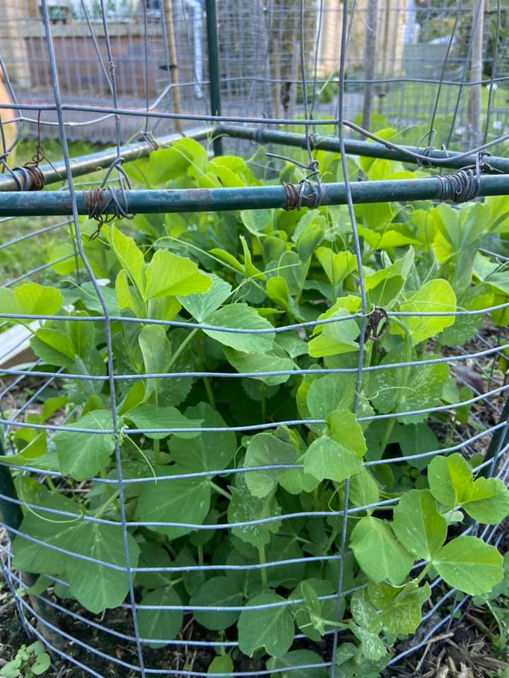 Snow peas growing