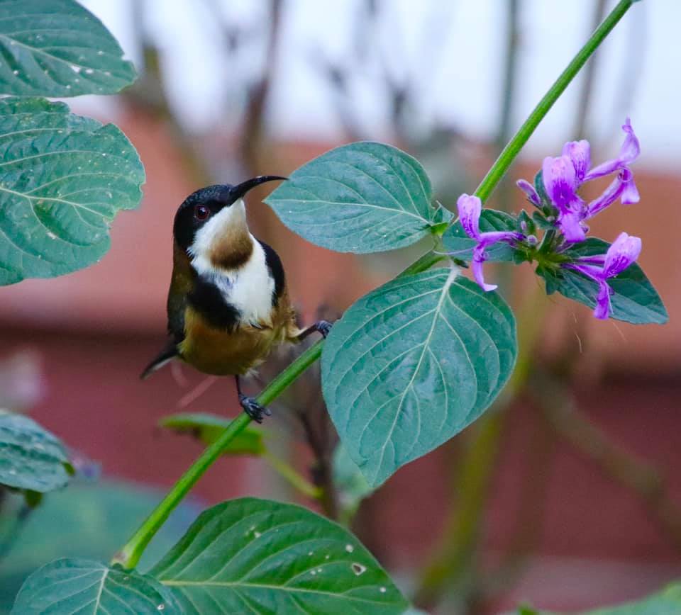 spinebill bird eating salvia