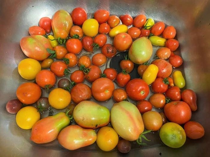 steel sink full of home grown tomatoes