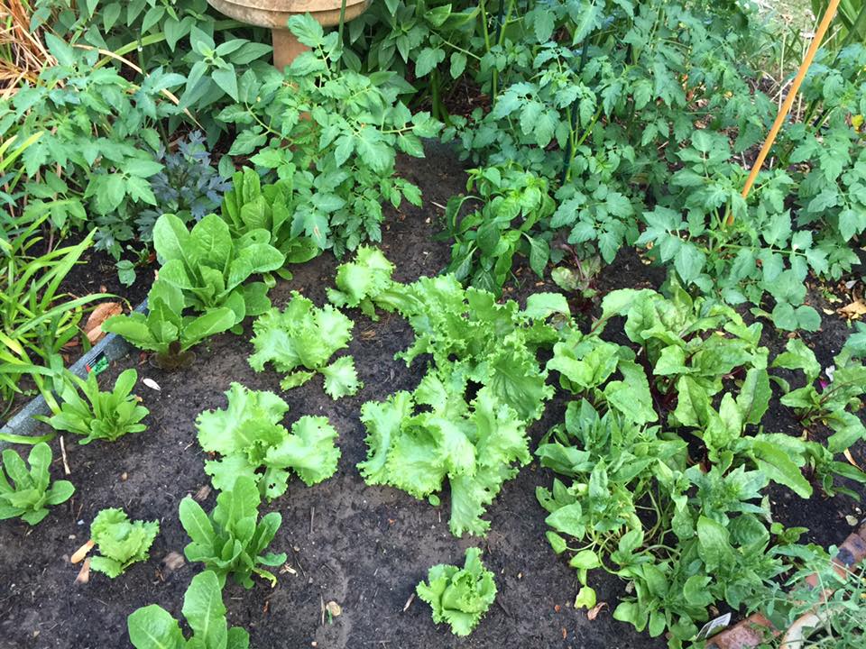 Herbs going gangbusters!