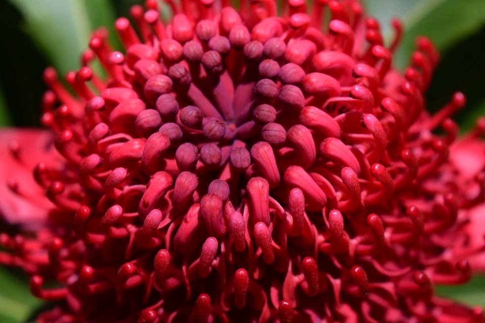 A red waratah flower native to NSW, Australia