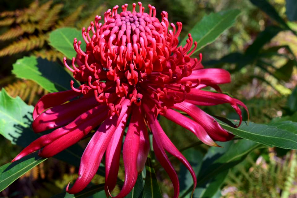 Waratah red flower