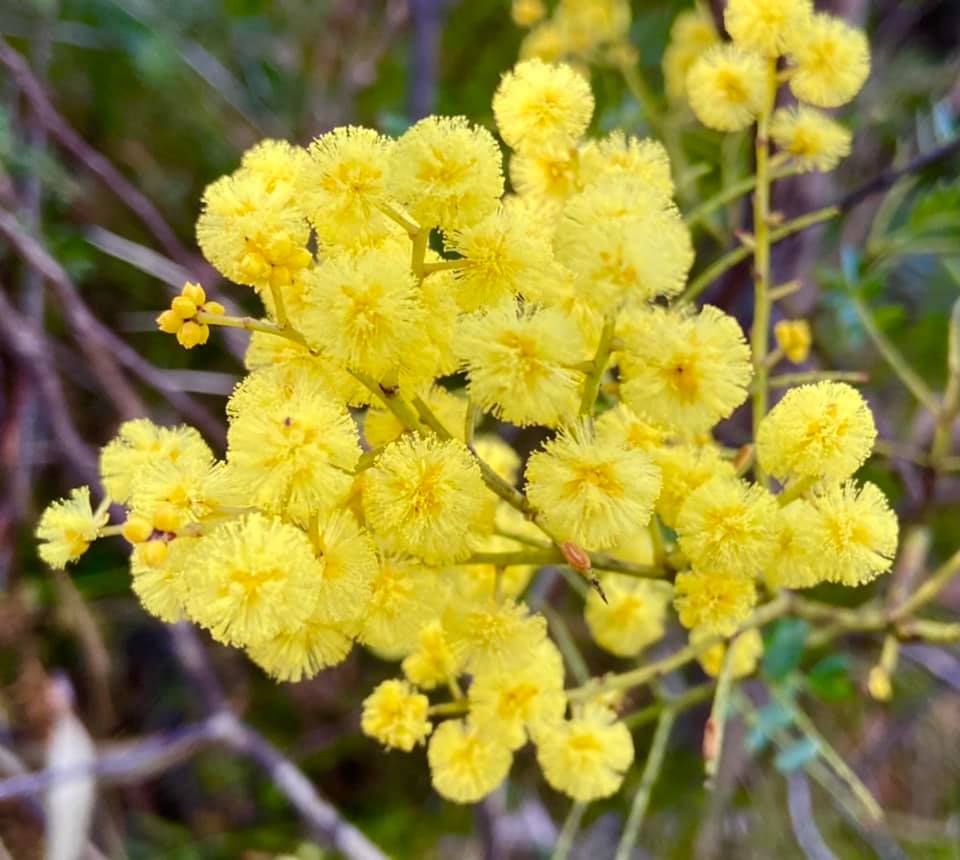 Wattle, acacia terminalis
