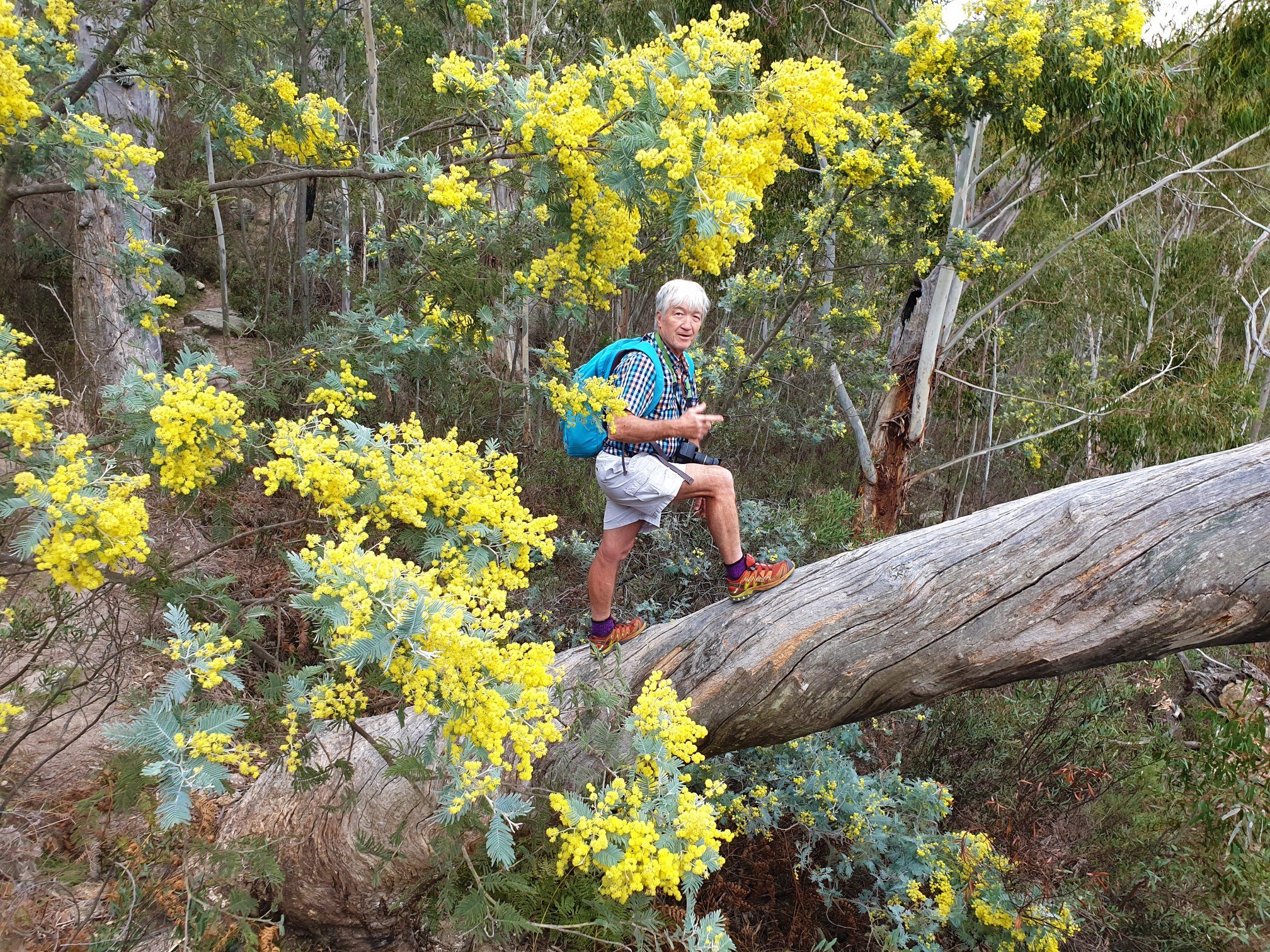 Man on thick fallen tree, surrounded by wattle